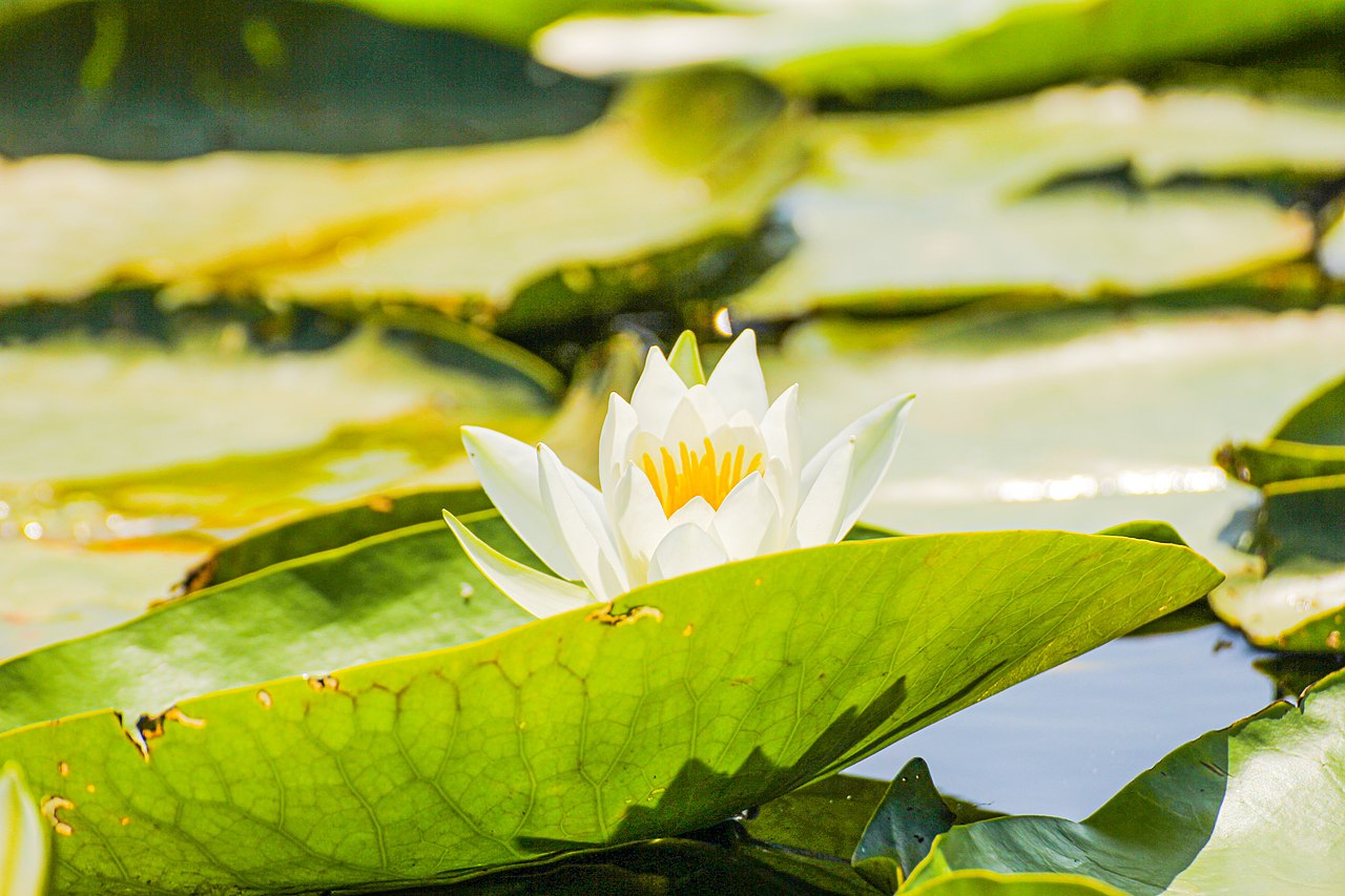 Nuferi in Delta Dunarii