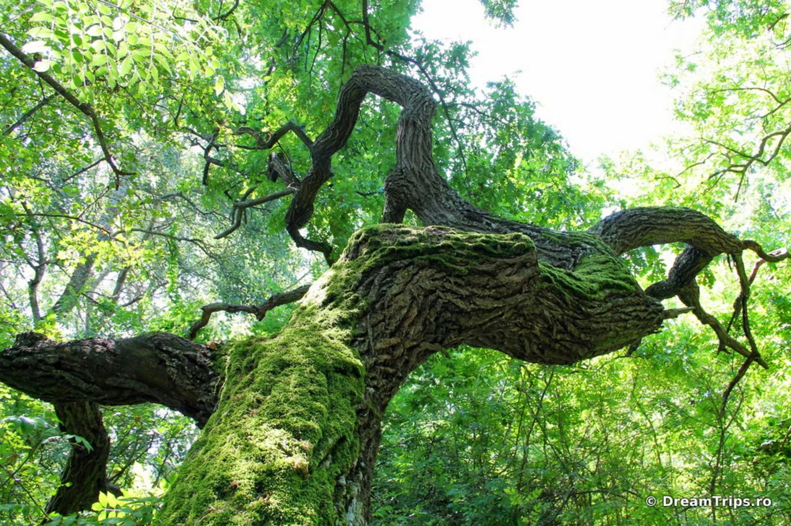 Ausflug Wald Caraorman