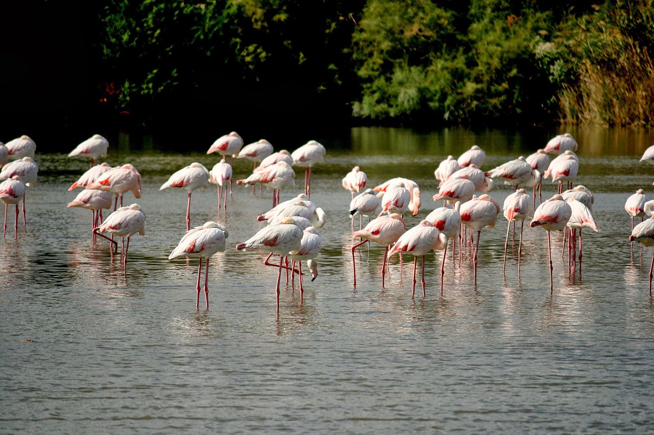 Flamingo in Camargue, Franta