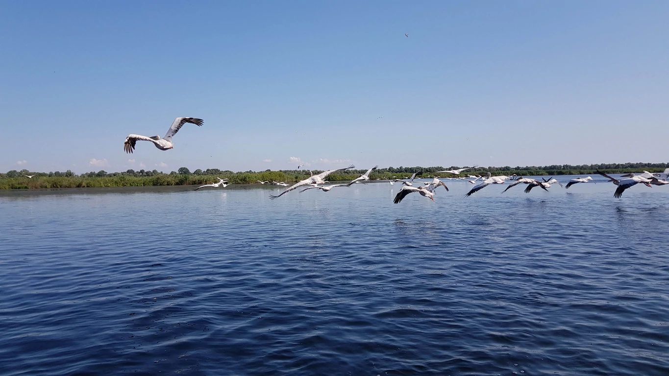 Excursie Birdwatching in Delta Dunarii