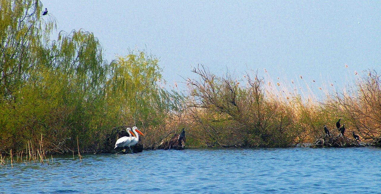 Pelicani si cormorani in Delta Dunarii