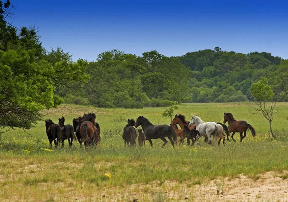 Excursii Padurea Letea si Plaja Sulina
