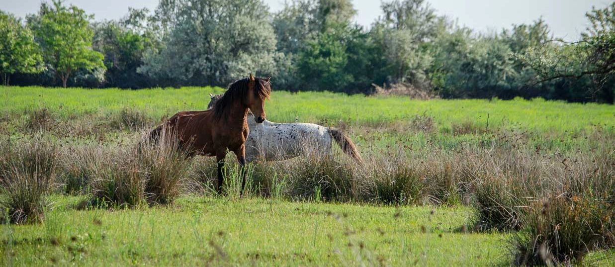 Excursion Foret de Letea