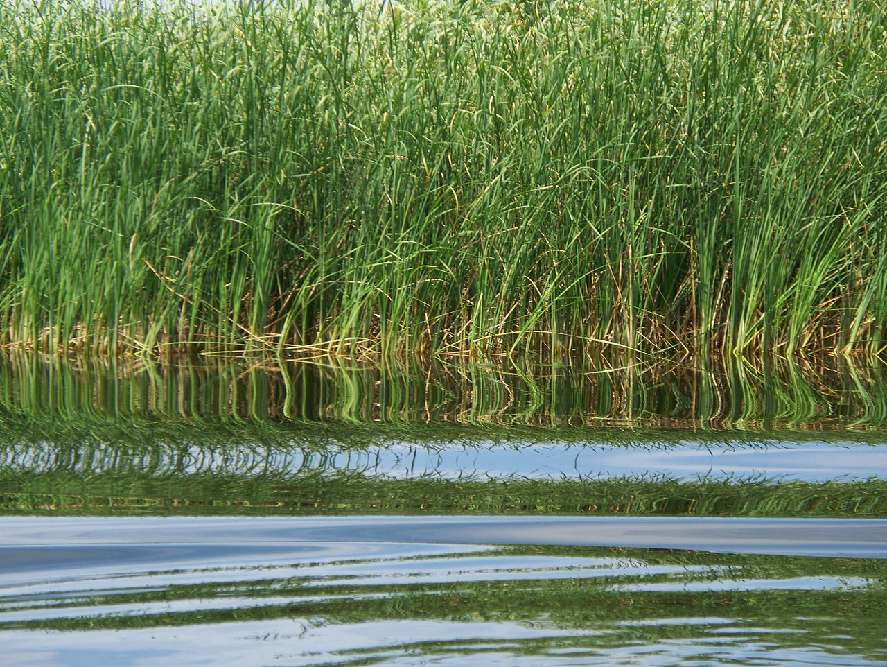 Stufarisuri in Delta Dunarii